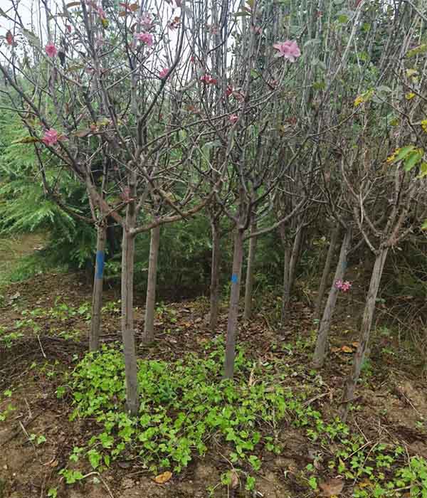 8公分廣玉蘭價格 多圖