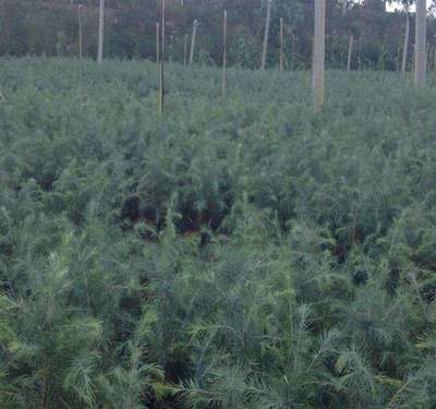 雪松苗木如何栽培種植?病蟲害怎么防治