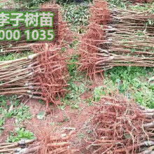 簡陽懷沅苗木種植專業合作社