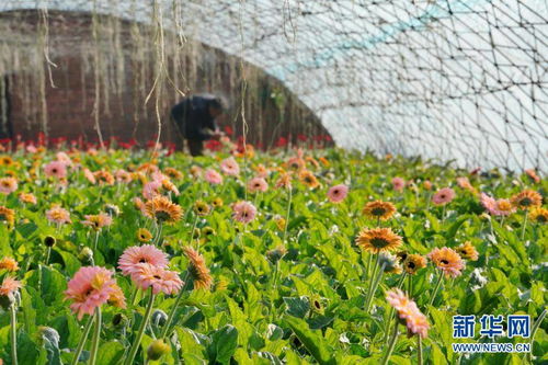 河北灤州 設施農業增收益