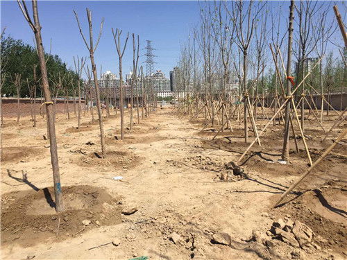 秋季苗木栽植后的養護管理秘訣,你懂幾點