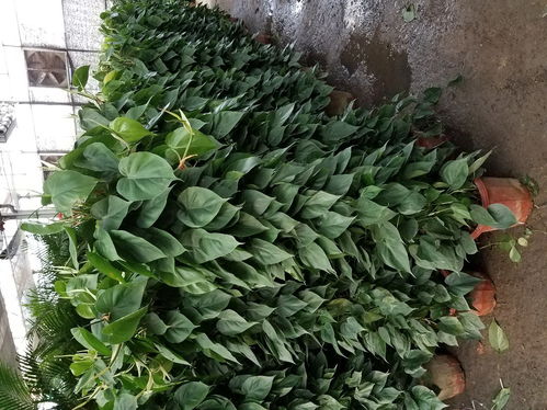 網上賣綠植花卉的網站