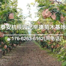 杭辰園藝場辛德苗木種植基地