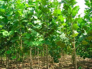 山東濟寧速生法桐價格 濟寧市兗州區楓林苗木種植專業合作社 美國紅楓 金葉復葉槭 香花槐 垂