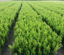 金葉女貞種植基地優質商家置頂推薦產品