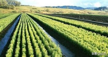 園林苗木種植與后期養護的有效措施探討