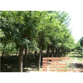 綠化苗木,綠化苗木種植方法,黃河園林(優質商家)-企匯網