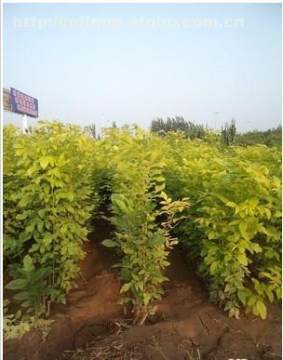 【山東金葉白蠟批發出售】濟寧市兗州區楓林苗木種植專業合作社 - 產品庫