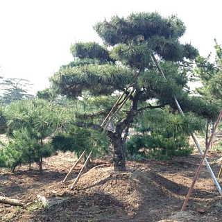 最新供求 泰安市泰山區泰鵬綠化苗木種植農民專業合作社