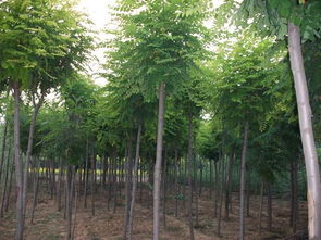 香花槐 香花槐 香花槐 山西省寧氏苗木基地