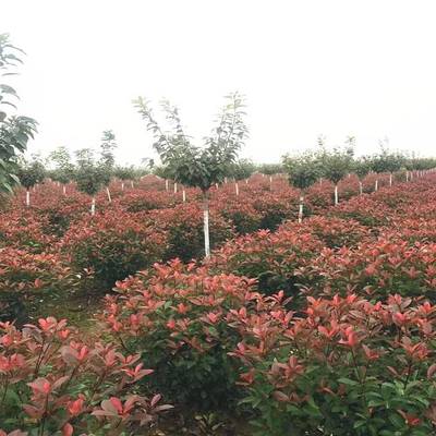 陜西漢中裕森苗木 紅葉石楠 耐寒程度大于許多品種 陜西園林供應商