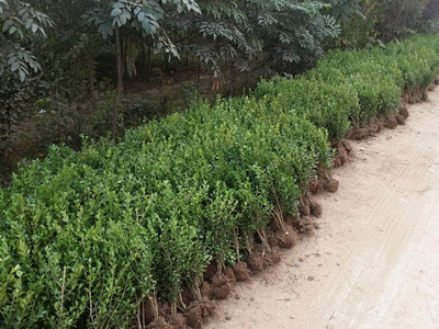 黃楊樹苗價格行情,2019年最新黃楊苗基地批發報價