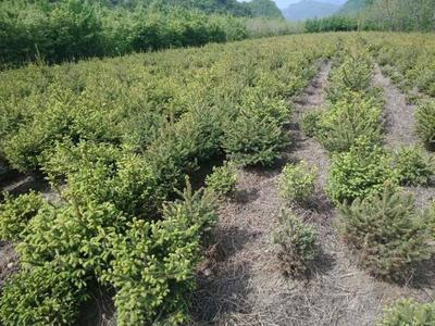 發展苗木種植業,特色產業成為農民致富搖錢樹