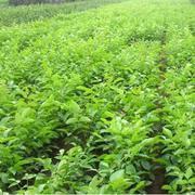 九臺市沐石河鎮郭井慧種植基地