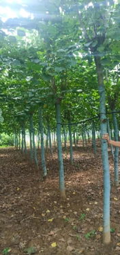 恭喜方城縣綠怡苗木種植專業合作社入駐苗木通平臺 專做精品苗木