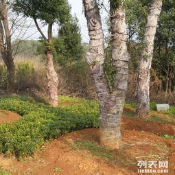 圖 常年供應各種苗木綠化樹工程苗木 武漢鮮花綠植