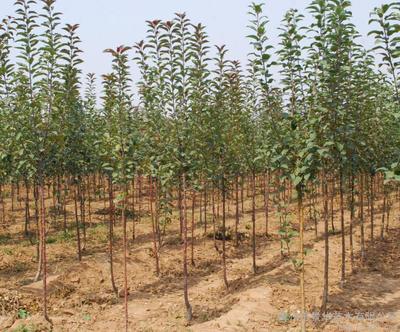 供應哪里有北美海棠紅哨兵種植基地圖片_高清圖_細節圖-青州市景華苗木 -