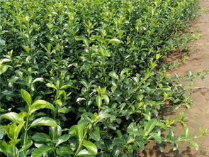 綠化苗木種植 菏澤綠化苗木 華茂花卉苗木