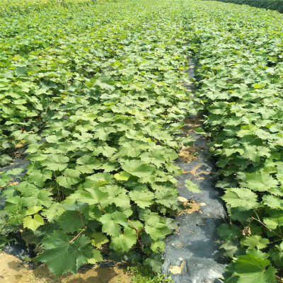 直銷早夏無核葡萄 早夏無核葡萄種植資料