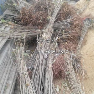 新農一號價格 型號 圖片