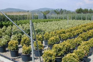 關于苗木行業的周期性,你知道多少