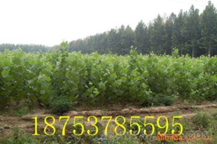 法桐小苗 法桐樹苗 法桐種植 山東速生法桐