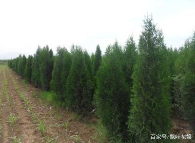 側柏的種植技巧和培育方式,帶你更好地種植側柏