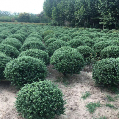 泰安市岱岳區大汶口鎮御景苗木種植中心