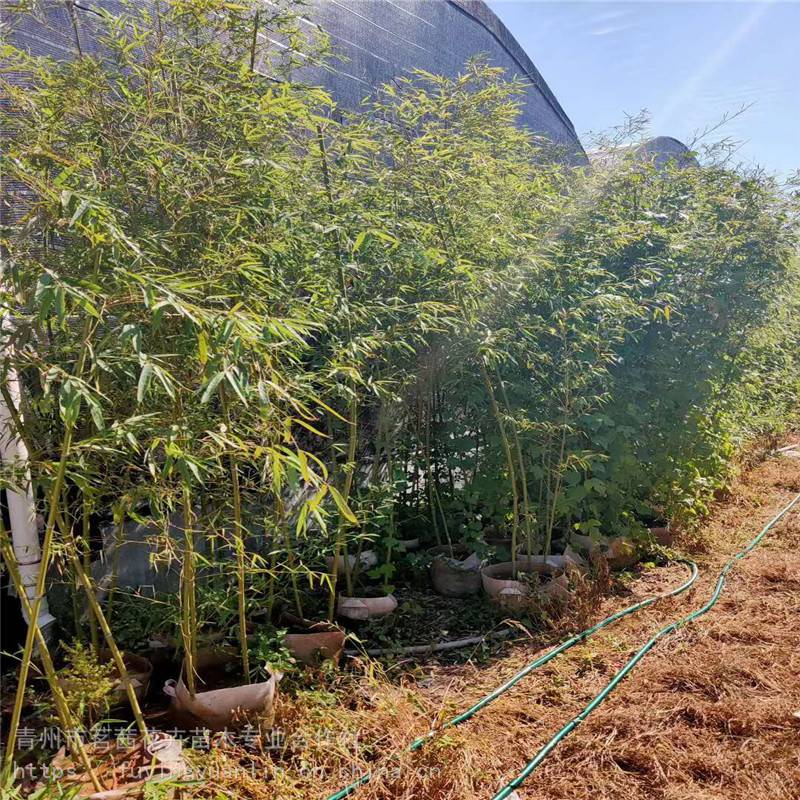 山東綠化苗木批發出售,綠化苗木栽植方法,綠化規劃設計