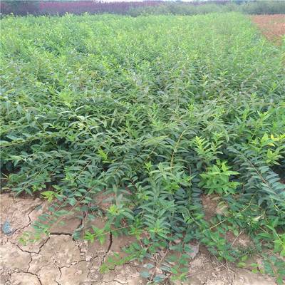 周至南天竹-營養杯南天竹-苗木種植指導