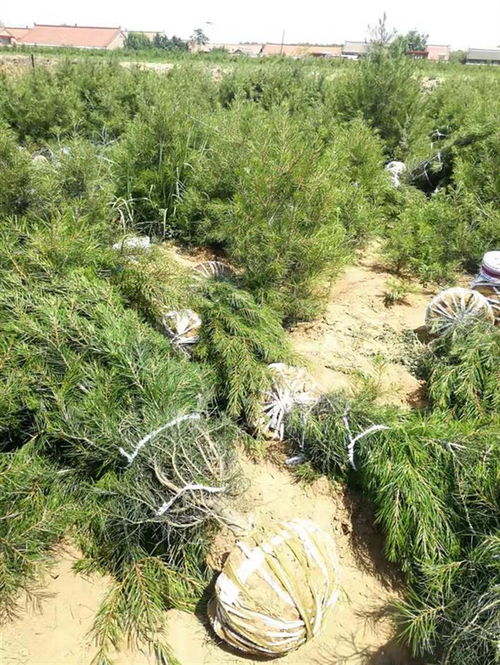 白皮松價格 山西白皮松 山西綠華苗木種植合作社