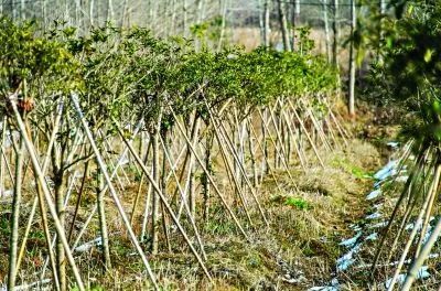 這個扶貧工作隊有點牛 整合百萬資金,讓貧困村變綠色生態示范村
