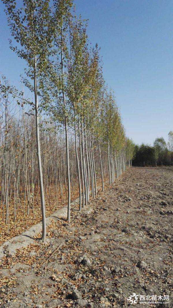 3-6的河北楊5萬株_綠化苗木_--西北苗木網
