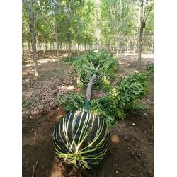 濟(jì)寧市兗州區(qū)鴻福苗木種植專業(yè)合作社