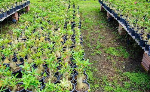 地栽苗轉容器苗成功的關鍵點在這里