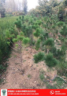 黑松多少錢 三木苗木種植專業(yè)合作社 在線咨詢 鐵嶺黑松