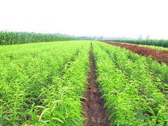 易成活的冬雪王桃苗優(yōu)選巨春果樹苗木 冬雪王桃種植基地圖片|易成活的冬雪王桃苗優(yōu)選巨春果樹苗木 冬雪王桃種植基地產(chǎn)品圖片由青州 果樹苗木公司生產(chǎn)提供-