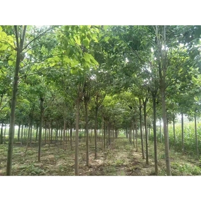 淮陽(yáng)縣曹河鄉(xiāng)齊杰苗木種植農(nóng)場(chǎng)