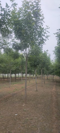 湖南出售 12公分金葉白蠟苗 栽種8公分白蠟綠化苗木