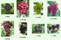 供應(yīng)天津衛(wèi)華苗木種植銷售公司 貝達(dá)葡萄苗銷售批發(fā)占地賠償高_(dá)農(nóng)副產(chǎn)品_世界工廠網(wǎng)中國(guó)產(chǎn)品信息庫(kù)