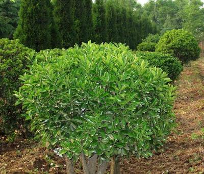 90后小伙回鄉(xiāng)種植苗木創(chuàng)業(yè),三年賺500萬(wàn)!