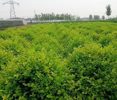 價(jià)位合理的金葉女貞就在天賜苗木