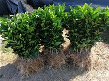 簡(jiǎn)陽(yáng)市洪森苗木種植專業(yè)合作社公司簡(jiǎn)介簡(jiǎn)陽(yáng)市洪森苗木種植專業(yè)合作社