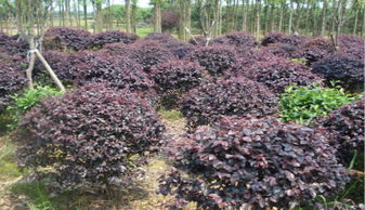 深州綠化苗木市場行情 如何種植