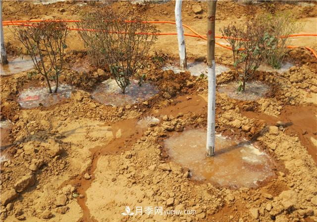 大苗木栽植時(shí)應(yīng)做好根部的哪些護(hù)理? - 月季網(wǎng)