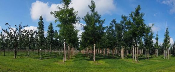 2018園林苗木群英會之《華中崛起》| 僅100尊貴席位開搶!