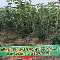 【秋月梨樹苗,梨樹苗種植技術】-