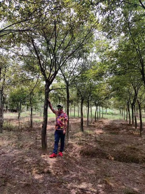 12公分14公分15公分樸樹價格/20年苗木種植前景