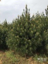 西安市高新區多益苗木種植中心