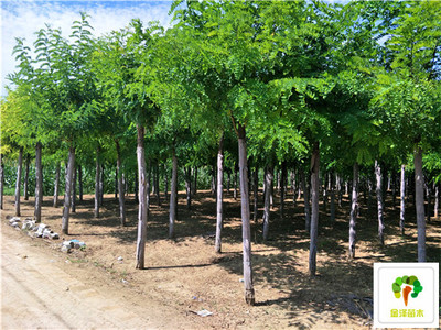 出售刺槐-洋槐樹基地